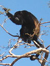 Mono aullador en el Bosque Tropical Seco